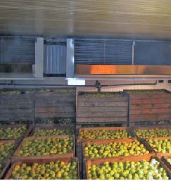 Холодильные камеры для яблок